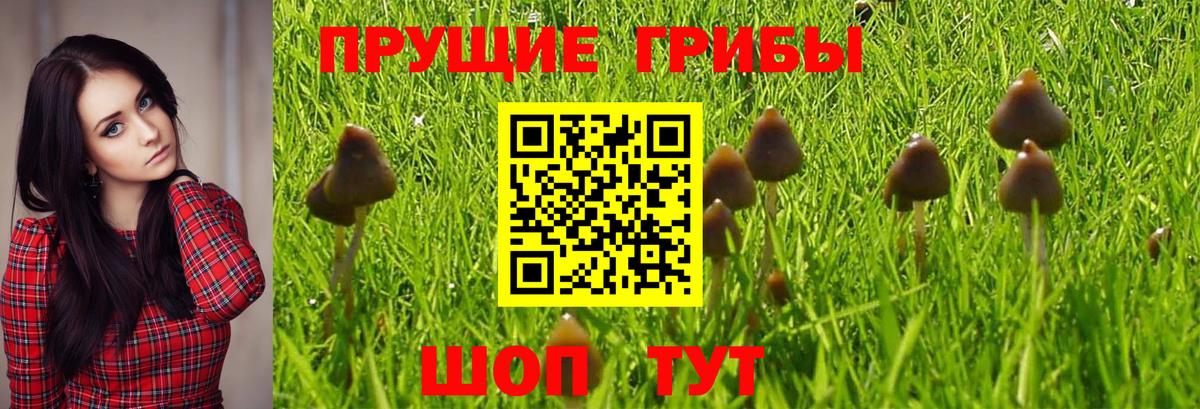 Псилоцибиновые грибы MAGIC MUSHROOMS Сегежа